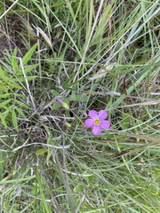 Oxalis semiloba