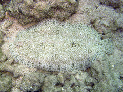 Pardachirus marmoratus