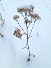 Achillea millefolium borealis