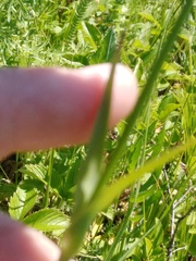 Dianthus andrzejowskianus