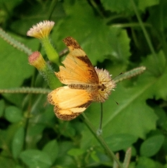 Tegosa