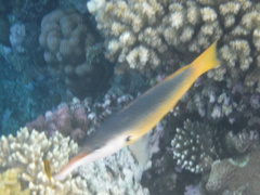 Gomphosus klunzingeri