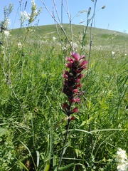 Pontechium maculatum