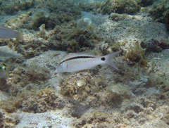 Parupeneus barberinus