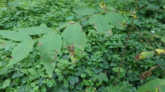 Phylloxera foveola