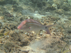 Parupeneus ciliatus