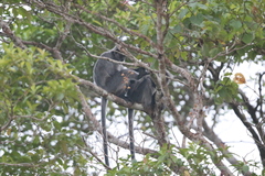 Trachypithecus cristatus