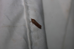 Acrolophus walsinghami