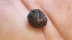 Armadillo officinalis