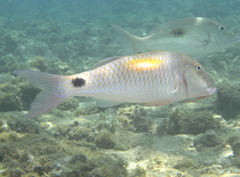 Parupeneus indicus