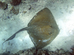 Pastinachus ater