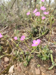 Anacampseros telephiastrum