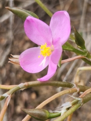 Anacampseros telephiastrum