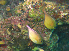 Pempheris adusta