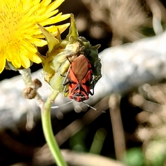 Spilostethus furcula
