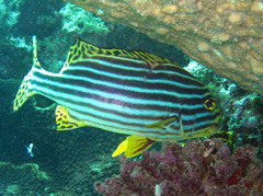 Plectorhinchus vittatus