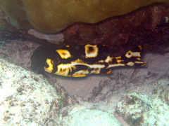 Plectorhinchus vittatus