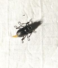 Lucanus placidus