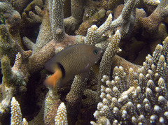 Plectroglyphidodon dickii