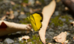 Eurema alitha