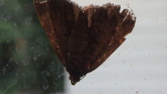 Hypena scabra