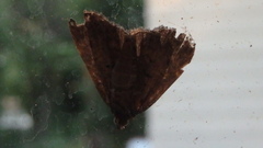 Hypena scabra