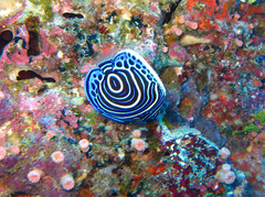 Pomacanthus imperator