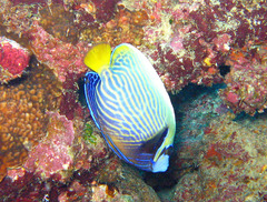 Pomacanthus imperator