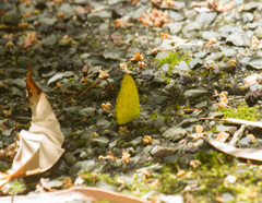 Eurema alitha