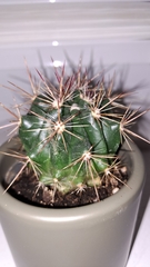 Ferocactus stainesii