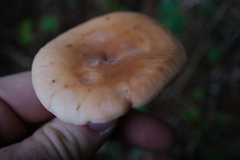 Paralepista flaccida