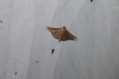 Thyrididae