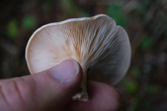 Paralepista flaccida