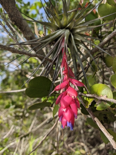 Tillandsia stricta, photograph 6