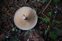 Paralepista flaccida