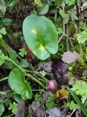 Phyllosiphon arisari