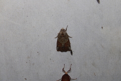 Gonodes liquida