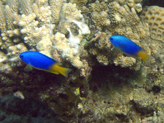 Pomacentrus caeruleus