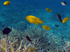 Pomacentrus sulfureus