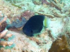 Pomacentrus trichrourus