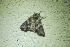 Lacanobia contigua