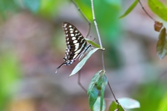 Graphium policenes