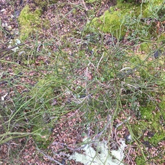 Carmichaelia australis