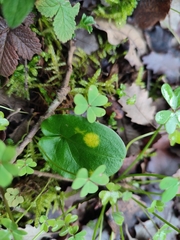 Phyllosiphon arisari