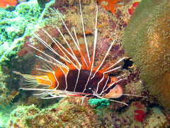 Pterois radiata