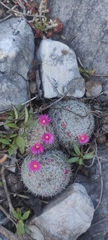 Mammillaria haageana