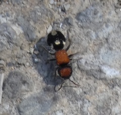 Ronisia brutia