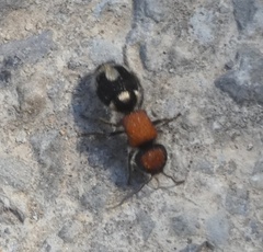 Ronisia brutia