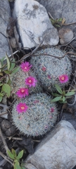Mammillaria haageana