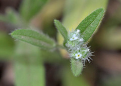 Cryptantha affinis